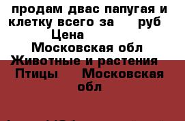 продам двас папугая и клетку всего за 2000руб. › Цена ­ 2 000 - Московская обл. Животные и растения » Птицы   . Московская обл.